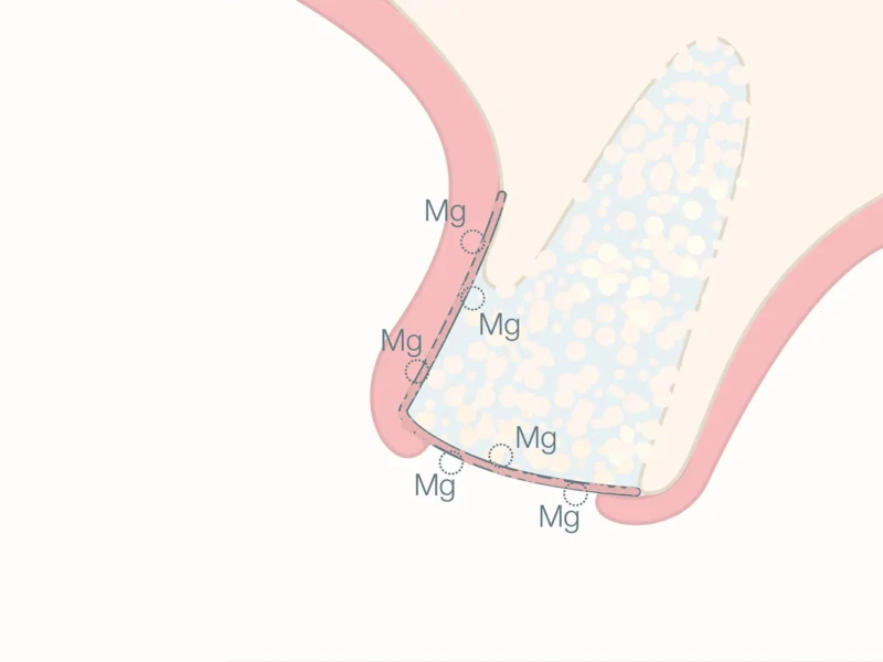 Diagram showing the role of magnesium in bone structure with labeled areas of magnesium concentration.